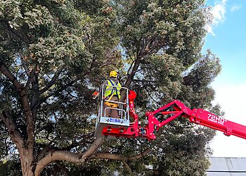 San Jose Tree Services JC Tree Experts