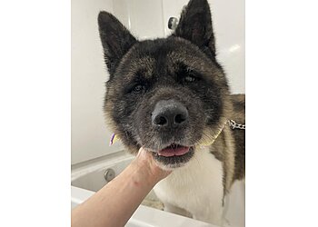 Indianapolis Pet Grooming J & J Pet Grooming