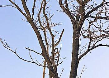 Moreno Valley Tree Services J&M Tree Service