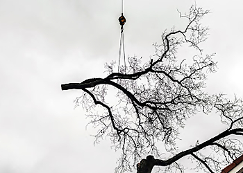 Moreno Valley Tree Services J&M Tree Service