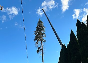 Rochester Tree Services J.M. Tree Service