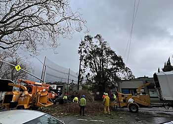 Hayward Tree Services JMV Tree Service Corp