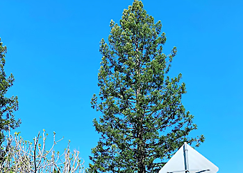 Hayward Tree Services JMV Tree Service Corp