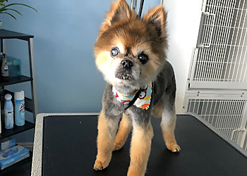 El Monte Pet Grooming JOJO Pet Station