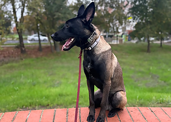 JPK9 Academy - Elk Grove, CA Dog Training - Professional Highlights