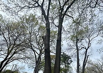 Dallas Tree Services JP Tree Services