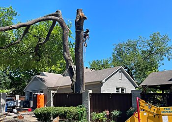 Dallas Tree Services JP Tree Services
