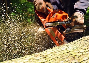 New York Tree Services JRs Tree Service