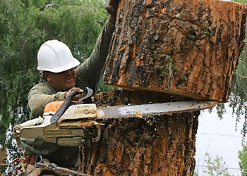 Pasadena Tree Services JR's Tree Service and Landscape