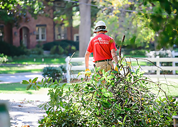 St Louis Tree Services Jackson Tree Service