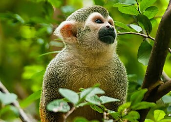 Jacksonville Places To See Jacksonville Zoo and Gardens