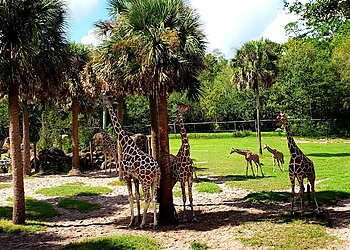 Jacksonville Places To See Jacksonville Zoo and Gardens