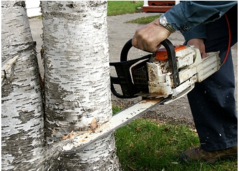 tree stump removal glendale az, 92831 Fullerton CA