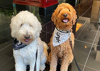 Chicago Pet Grooming Jameson Loves Danger