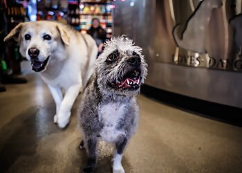 Chicago Pet Grooming Jameson Loves Danger