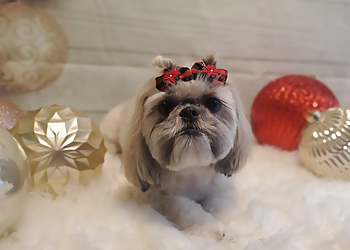 Vancouver Pet Grooming Jan's Dog Grooming