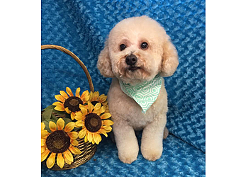 Springfield Pet Grooming Jan's Grooming and School LLC