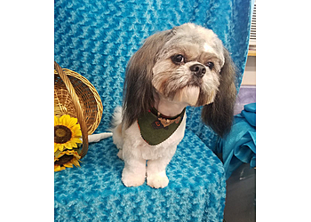 Springfield Pet Grooming Jan's Grooming and School LLC