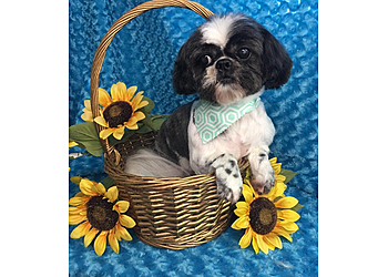 Jan's Grooming and School LLC Springfield Pet Grooming image 1