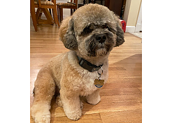 Cambridge Pet Grooming Jeana's Dirty Dog Salon