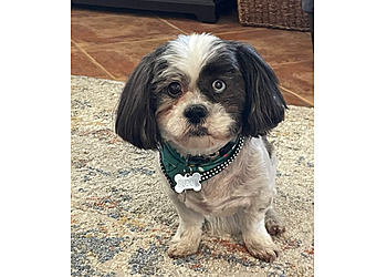 Gilbert Pet Grooming Jeannie's Grooming