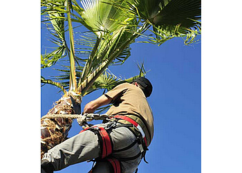 Jeff Buchanan Tree Service Fullerton Tree Services