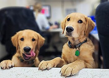 Jefferson Animal Hospital - St Louis, MO Veterinary Clinics - Service Highlights