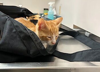 Detroit Veterinary Clinics Jefferson Veterinary Center