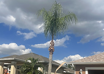 Port St Lucie Tree Services Jeremy's Tree Service