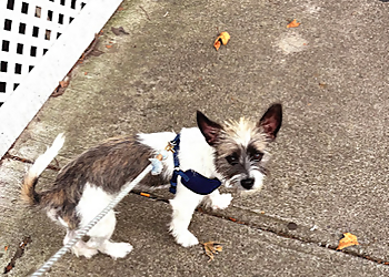 Jersey City Dog Walking - Jersey City, NJ Dog Walkers - Job Site Image