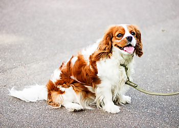 Jersey City Dog Walking - Jersey City, NJ Dog Walkers - Service Highlights