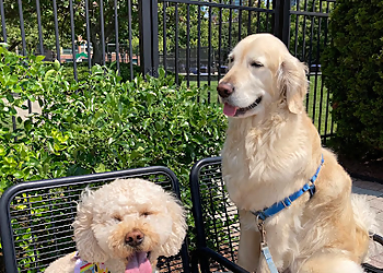 Jersey City Dog Walking Jersey City Dog Walking - Jersey City, NJ Dog Walkers - Service Image