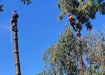 Los Angeles Tree Services Jimmie’s Tree Service Inc.