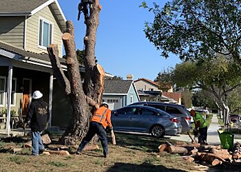 Los Angeles Tree Services Jimmie’s Tree Service Inc.