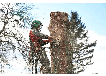 Tree Service,Tree Removal, Stump Grinding Lauderdale