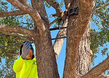Midland Tree Services Jo Jo’s Bee Lawn & Tree Service