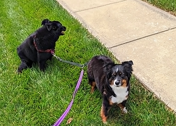 Olathe Dog Walkers Joco Barking Club