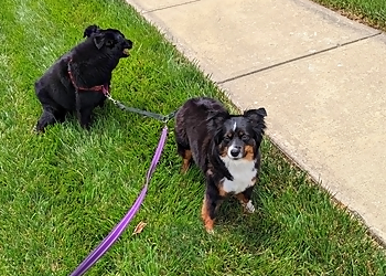 Overland Park Dog Walkers Joco Barking Club