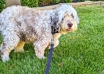 Overland Park Dog Walkers Joco Barking Club