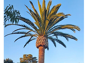 Chula Vista Tree Services Joel's Tree Service