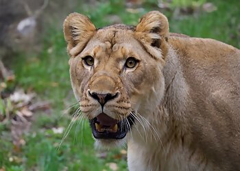 Grand Rapids Places To See John Ball Zoo