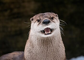 Grand Rapids Places To See John Ball Zoo