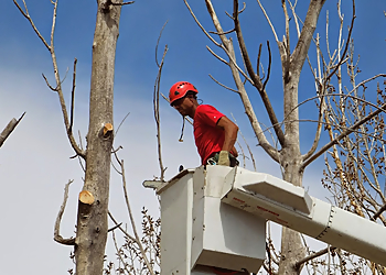 Aurora Tree Services John Egart's Tree Service