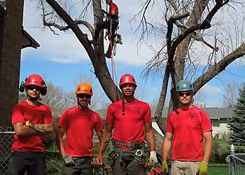 Aurora Tree Services John Egart's Tree Service