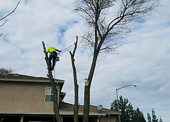 Stockton Tree Services John N Eddie's Tree Care