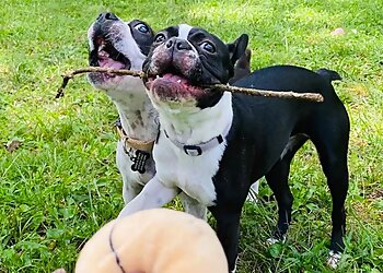 Nashville Dog Walkers Jolly Paws Pet Care LLC