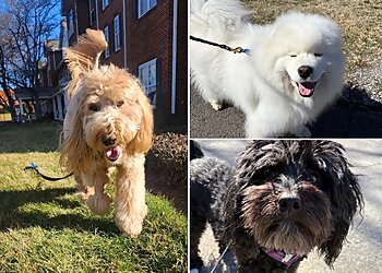 Nashville Dog Walkers Jolly Paws Pet Care LLC