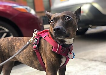 New York Dog Walkers Jordan's Pet Care