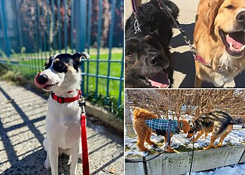 New York Dog Walkers Jordan's Pet Care