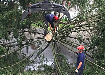 Columbus Tree Services Joseph Tree